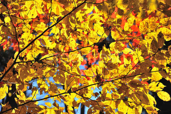 Stock foto: Gelb · Blätter · Baum · Wald · abstrakten · Hintergrund