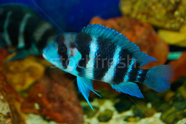 Tropical fish Stock photo © anbuch