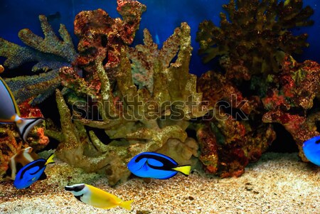 Trópusi halfajok színes mély tenger víz Stock fotó © anbuch