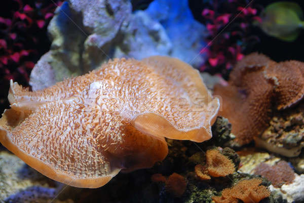 Sea anemone Stock photo © anbuch