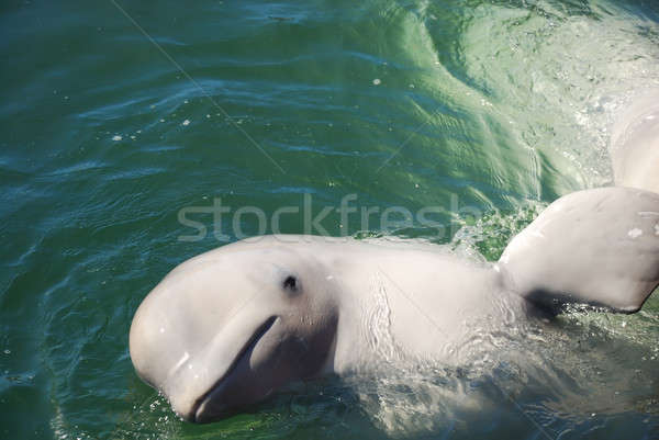 White whale Stock photo © anbuch