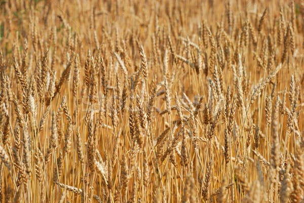 Cereal field Stock photo © anbuch