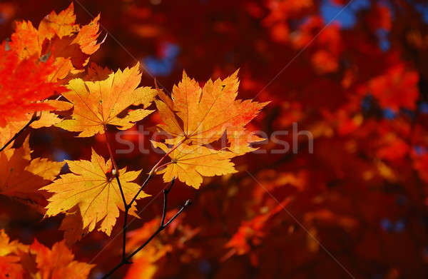 Jaune érable laisse forêt résumé nature [[stock_photo]] © anbuch