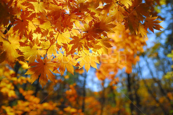 Ahorn Blätter gelb Herbstsaison Baum Wald Stock foto © anbuch