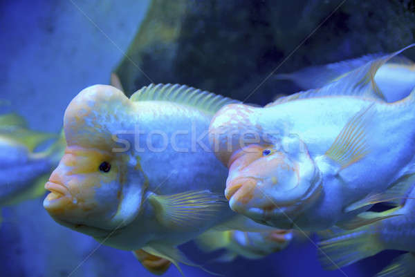 Tropical fish Stock photo © anbuch