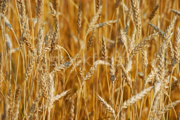 Cereales campo primavera naturaleza granja otono Foto stock © anbuch