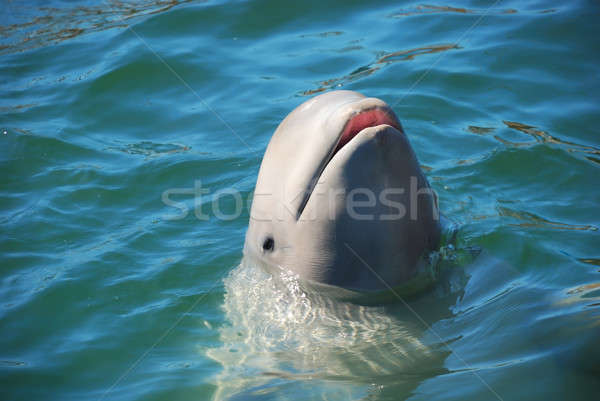 Blanco ballena hermosa agua limpio naturaleza Foto stock © anbuch
