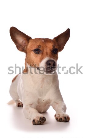 ストックフォト: ジャックラッセルテリア · 犬 · 黒 · 小さな · 白