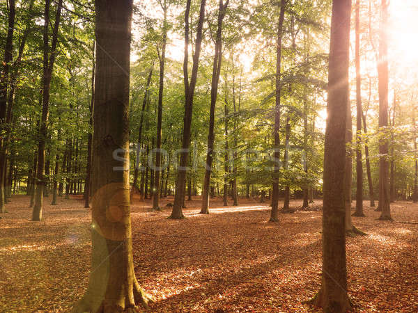 Bos zon balk mooie boom landschap Stockfoto © andreasberheide