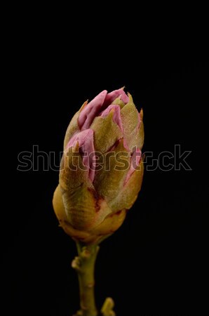 Rhododendron Stock photo © andreasberheide