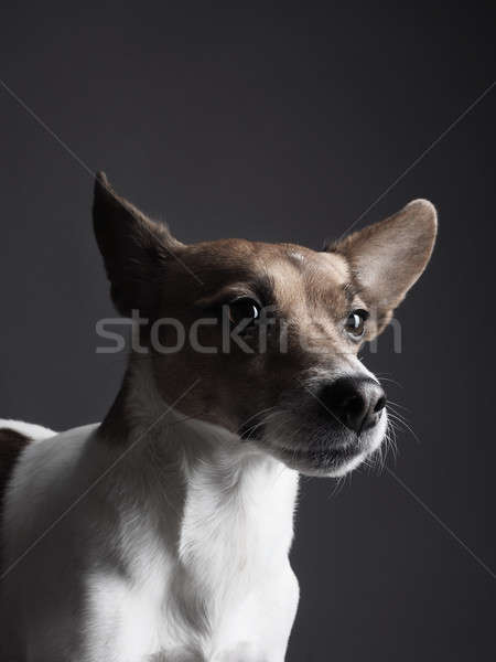 Jack russell terrier ritratto cute cane sfondo Foto d'archivio © andreasberheide