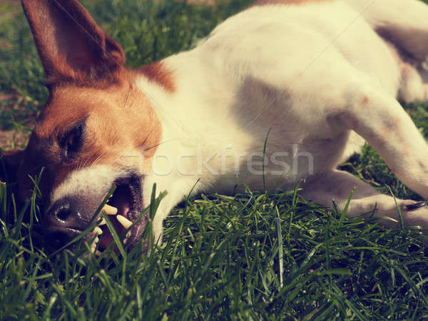 Müde Hund erschossen Jack Russell Terrier Garten Stock foto © andreasberheide