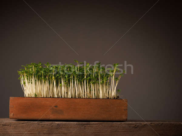 Organic cress in a wooden box Stock photo © andreasberheide