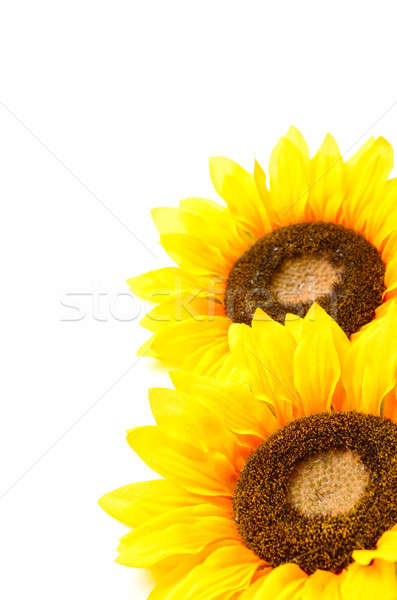 Two sunflowers Stock photo © andreasberheide