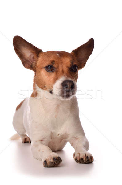 [[stock_photo]]: Portrait · jack · russell · terrier · blanche · studio · chien · animaux