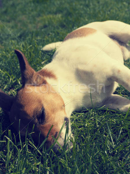 Cute snem psa shot jack russell terrier Zdjęcia stock © andreasberheide