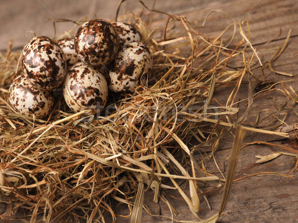 Természetes húsvét fészek kicsi tojások fa Stock fotó © andreasberheide