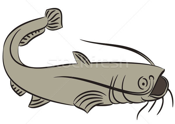 Catfish illustration on white Stock photo © andreasberheide
