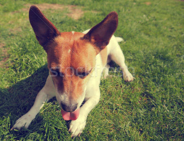 Cute Hund erschossen müde Jack Russell Terrier Stock foto © andreasberheide