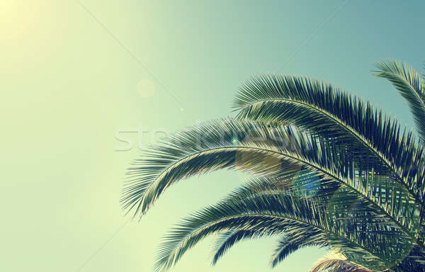 Palme tropischen Strand Strand Retro Film Stock foto © andreasberheide
