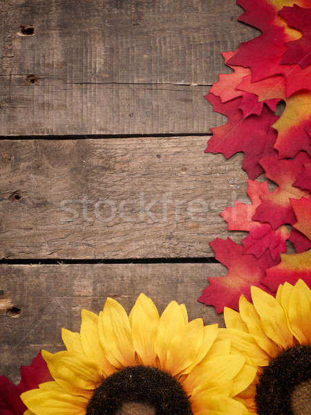 öreg színes levelek csőr fa napraforgók Stock fotó © andreasberheide