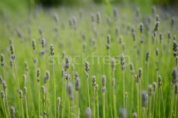 Lavender Stock photo © andreasberheide