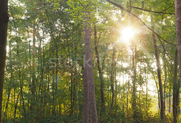 Green forest with sun beam Stock photo © andreasberheide