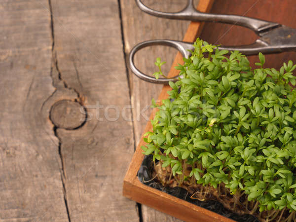Fresh organic cress Stock photo © andreasberheide