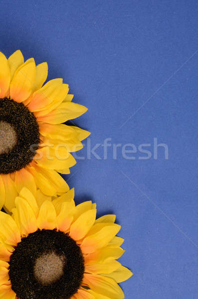 Sunflower background Stock photo © andreasberheide