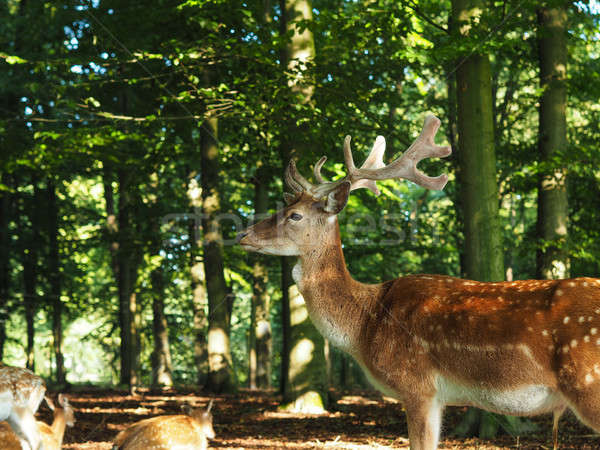 Fallow deer in a forest Stock photo © andreasberheide