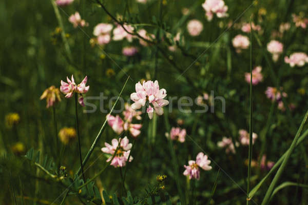 Primavera flor silvestre pradera flores silvestres jardín fondo Foto stock © andreonegin