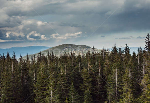 landscape in mountains Carpathians Ukraine Stock photo © andreonegin