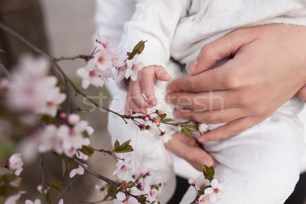 Baby touching flowers. children's hands closeup Stock photo © andreonegin