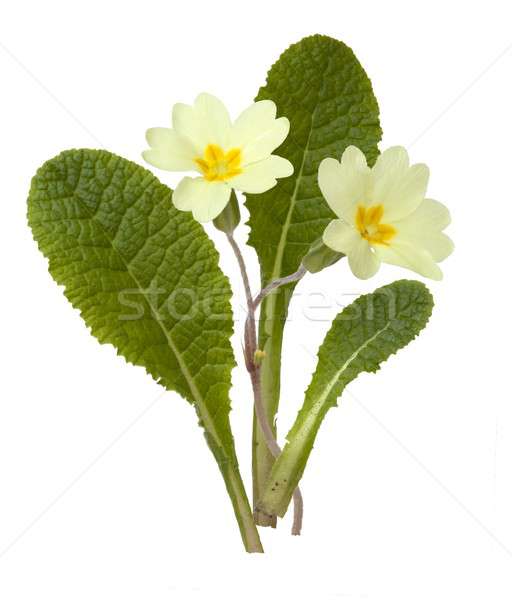 Primrose, Primula vulgaris Stock photo © andrewroland