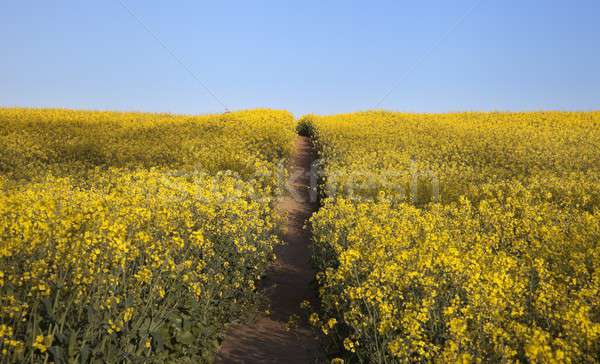 Field of flowers with path Stock photo © andrewroland