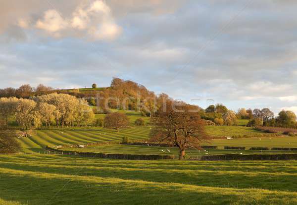 Warwickshire countryside Stock photo © andrewroland