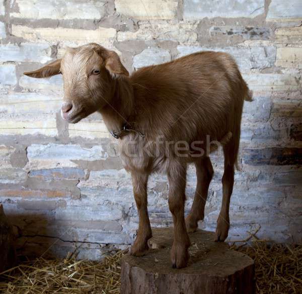 Brown goat Stock photo © andrewroland