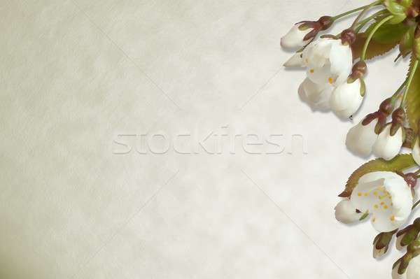 Cherry blossom on parchment background Stock photo © andrewroland