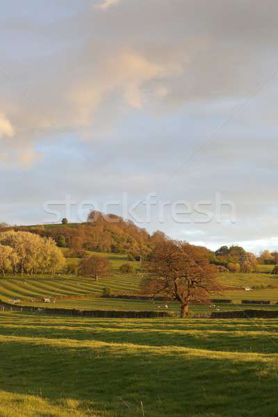 Warwickshire countryside Stock photo © andrewroland