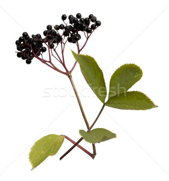 Elderberry, Sambucus Stock photo © andrewroland