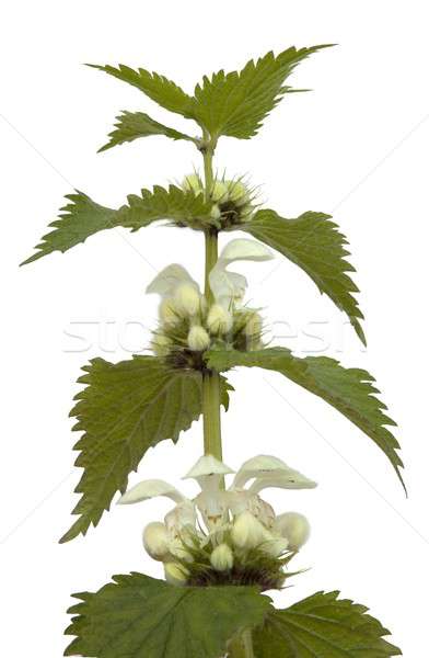 White Deadnettle, Lamium album Stock photo © andrewroland