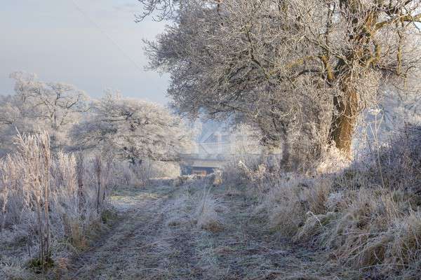 Dér fagy Anglia vidéki vidék fa Stock fotó © andrewroland