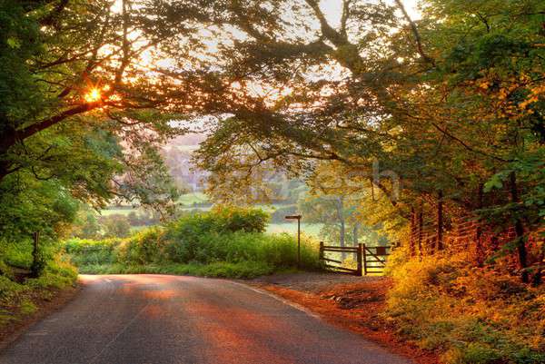 Wooded English country lane at sunset Stock photo © andrewroland