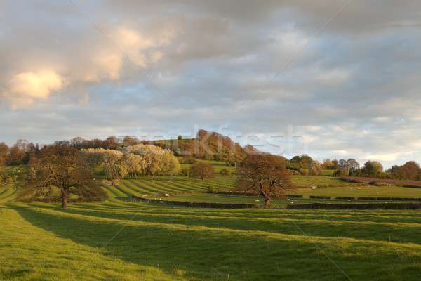 Warwickshire countryside Stock photo © andrewroland