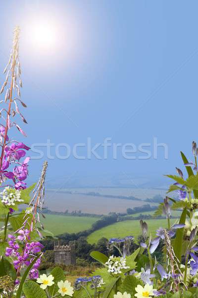 Summer background with wild flowers, Portrait Stock photo © andrewroland