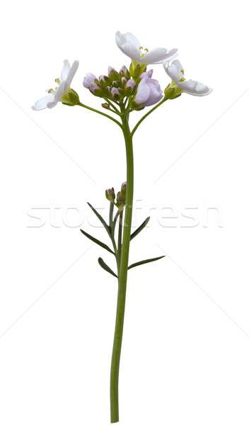 Cuckoo Flower, Cardamine pratensis Stock photo © andrewroland