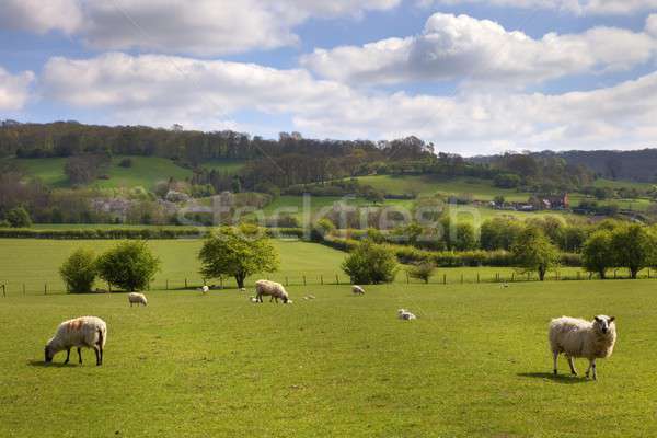 English pasture with grazing sheep Stock photo © andrewroland