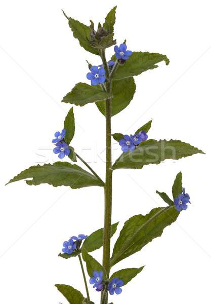 Borage, Borago officinalis Stock photo © andrewroland