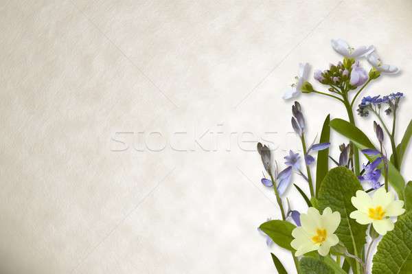 Flowers on parchment background Stock photo © andrewroland