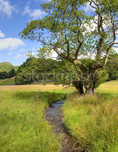Baum Stream Seenplatte Gras Sommer Porträt Stock foto © andrewroland